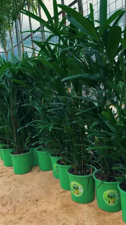 Plantas 