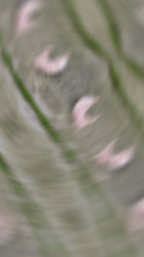 행복한 춤 
