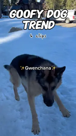 Gwenchana Dog