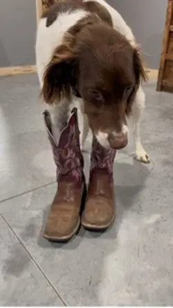 Bringin country back