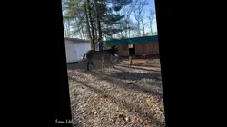 Edit of Mules Rule!