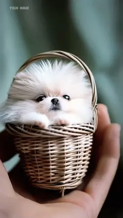 Cute tiny dog