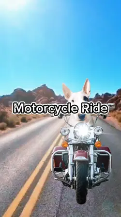 Harley Motorcycle 