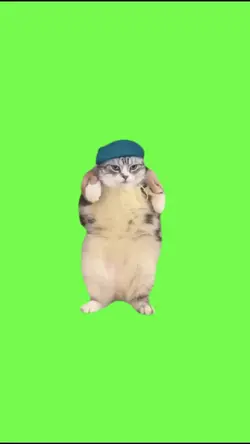 Cat dancing 