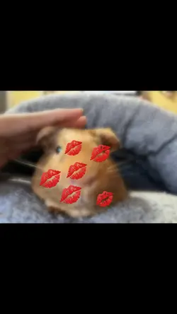Guinea pig 🐹 