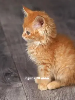 got a lil older /pet