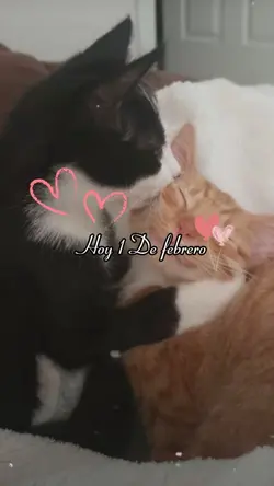 Un amor❤️de febrero 