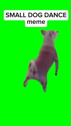 SMALL DOG DANCING