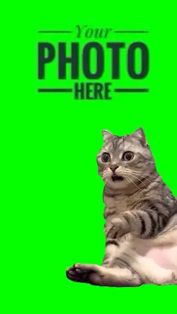Surprising Cat