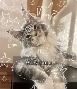 🎀✨