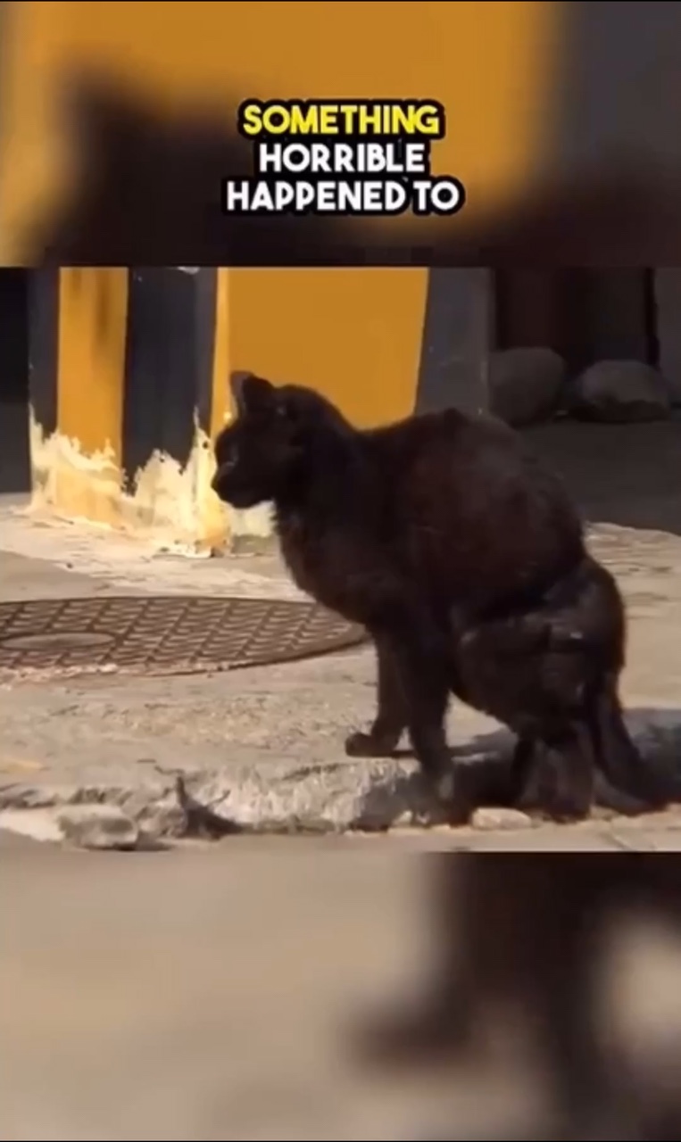 comment if you hate 