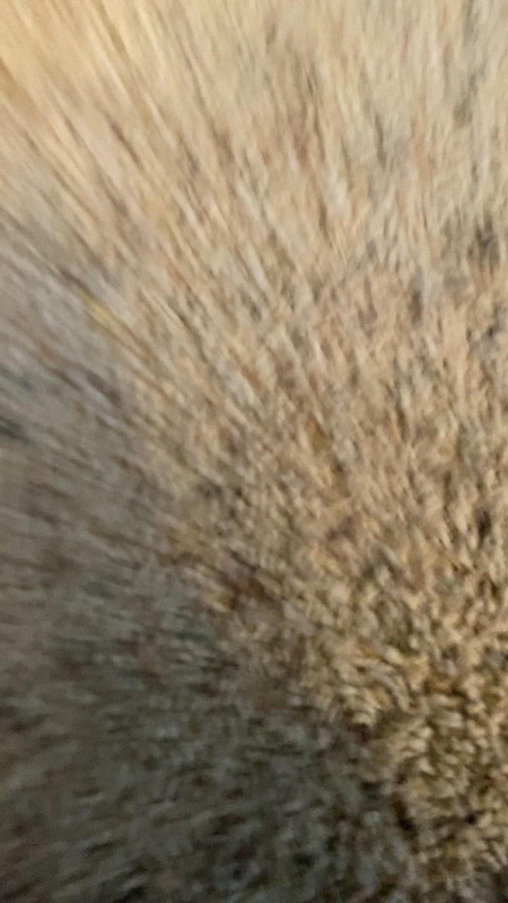 ASMR part 2