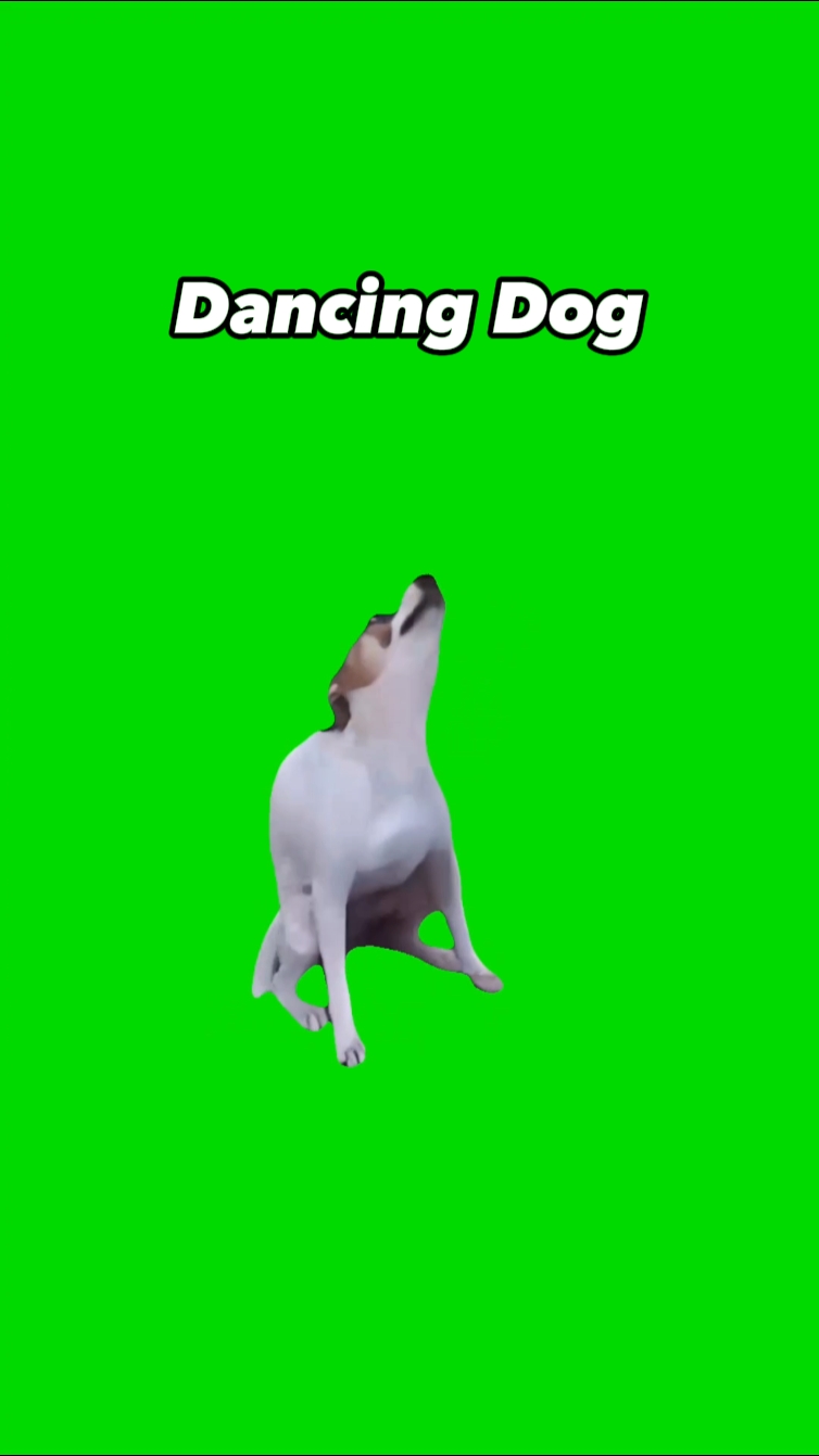 Cachorro dançante