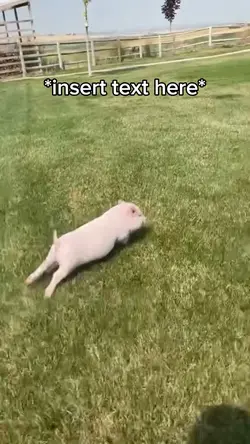 Little Pig Meme