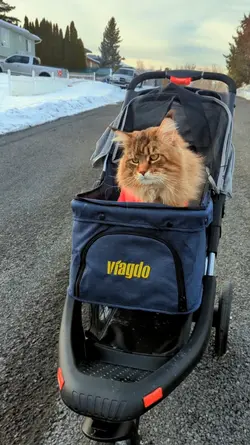 Kitty's Adventure