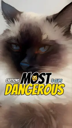 Most dangerous! 😼