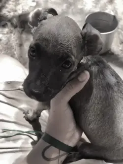 Senti saudade de vc🐶