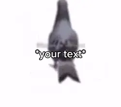 Pigeon