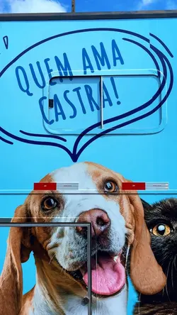 Animais 