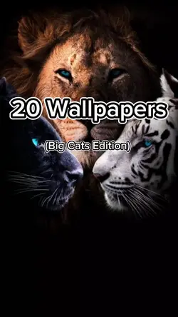 Big Cats Wallpapers