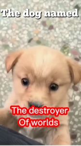 Böser Hund und nette Frisur