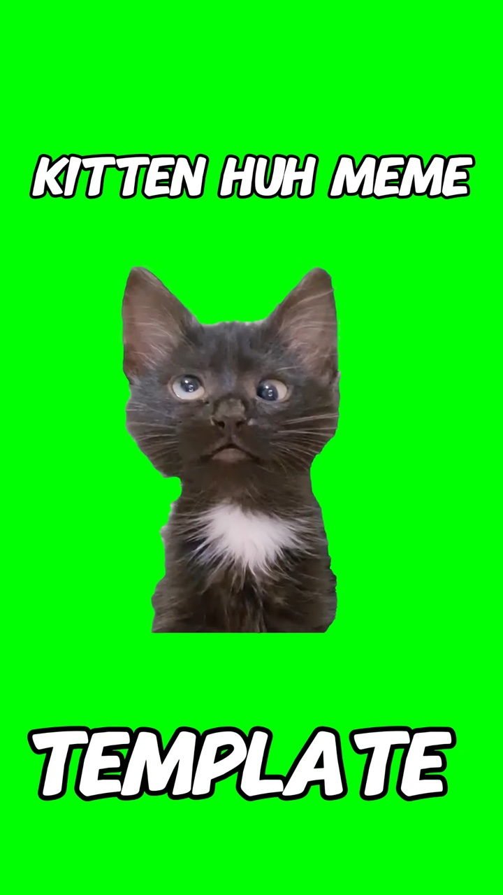 小猫咦迷因