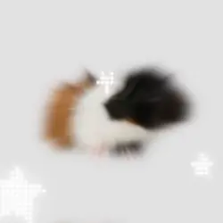 Guinea pig edit