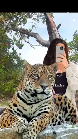 foto com tigre