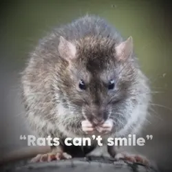 “Rats can’t smile”
