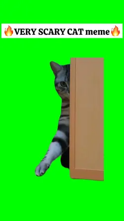 VERY SCARY CAT meme