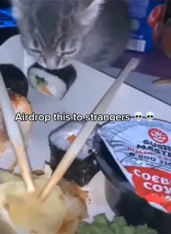 Cat sushi