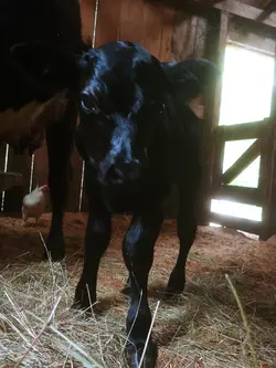new calf 