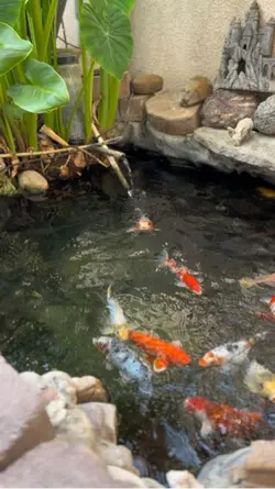 Koi fish 
