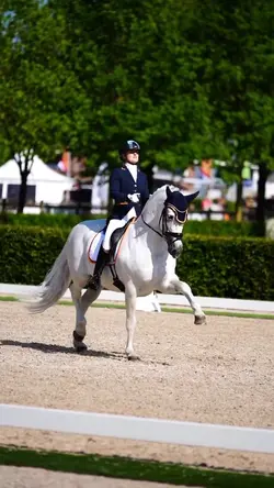 dressage 