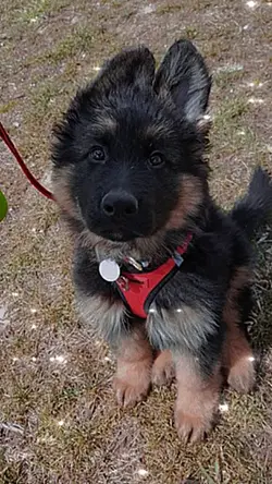 German Shepherd Pup