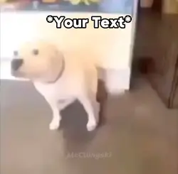 Dog Dancing Meme