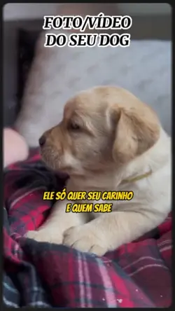 MÍDIAS DO SEU DOG