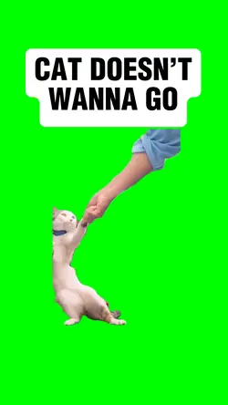 CAT DOEN’T WANNA GO