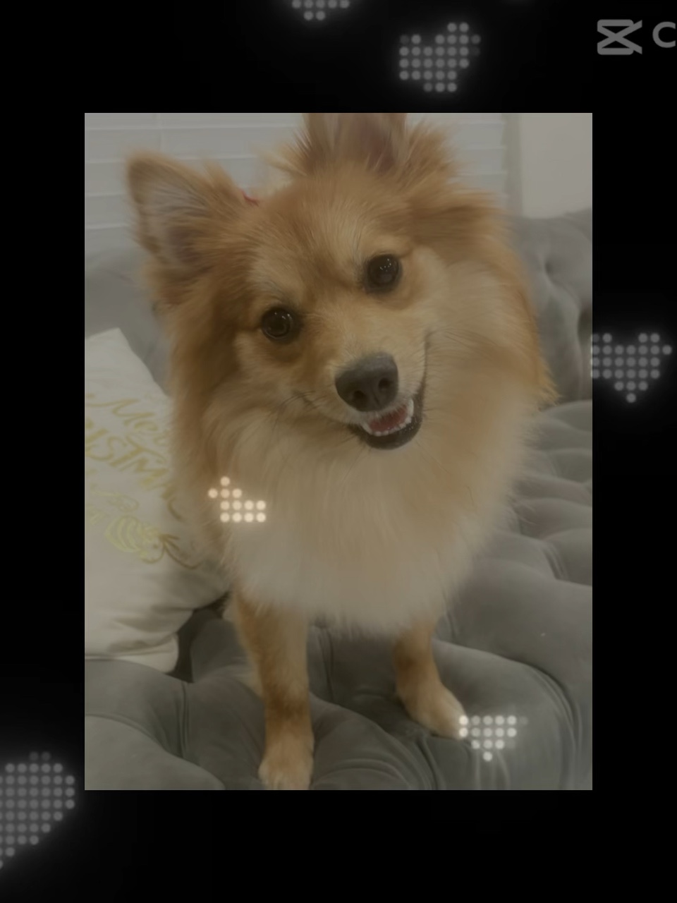 Mi perro <3