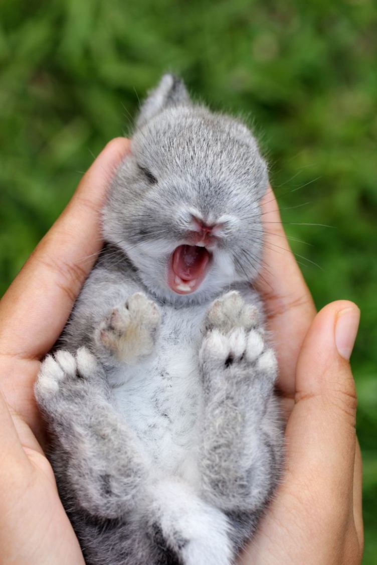 Cute Animal