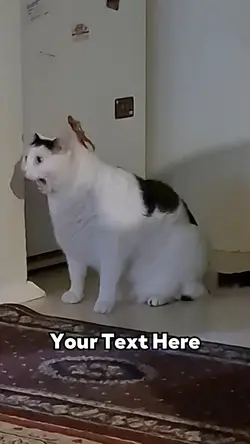 Huh Cat