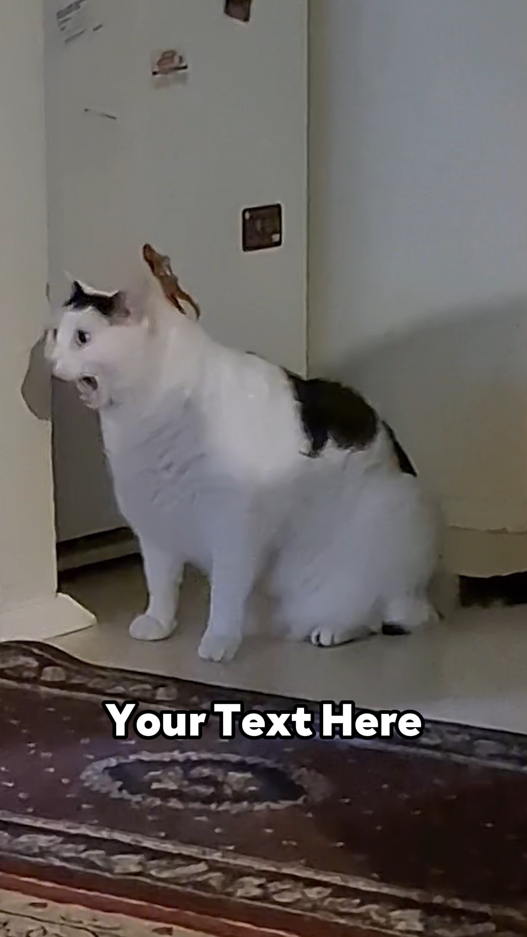 哈猫