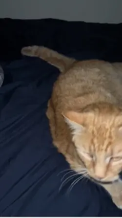 chocolate strawberry