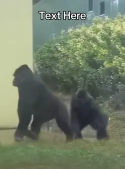 gorilla squad meme