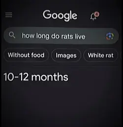 Rats Live