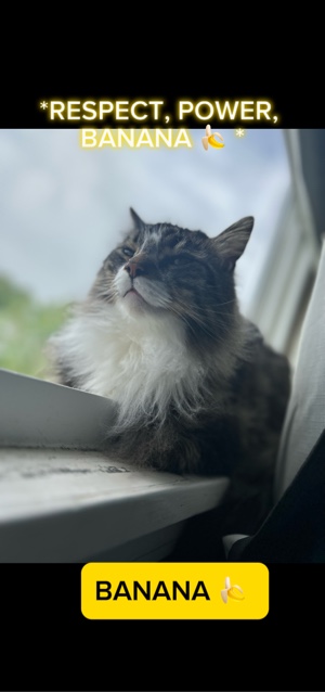 Muz