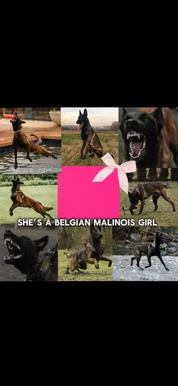 Belgian malinois 🎀