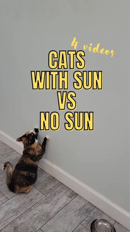 Gato com vs sem🌞