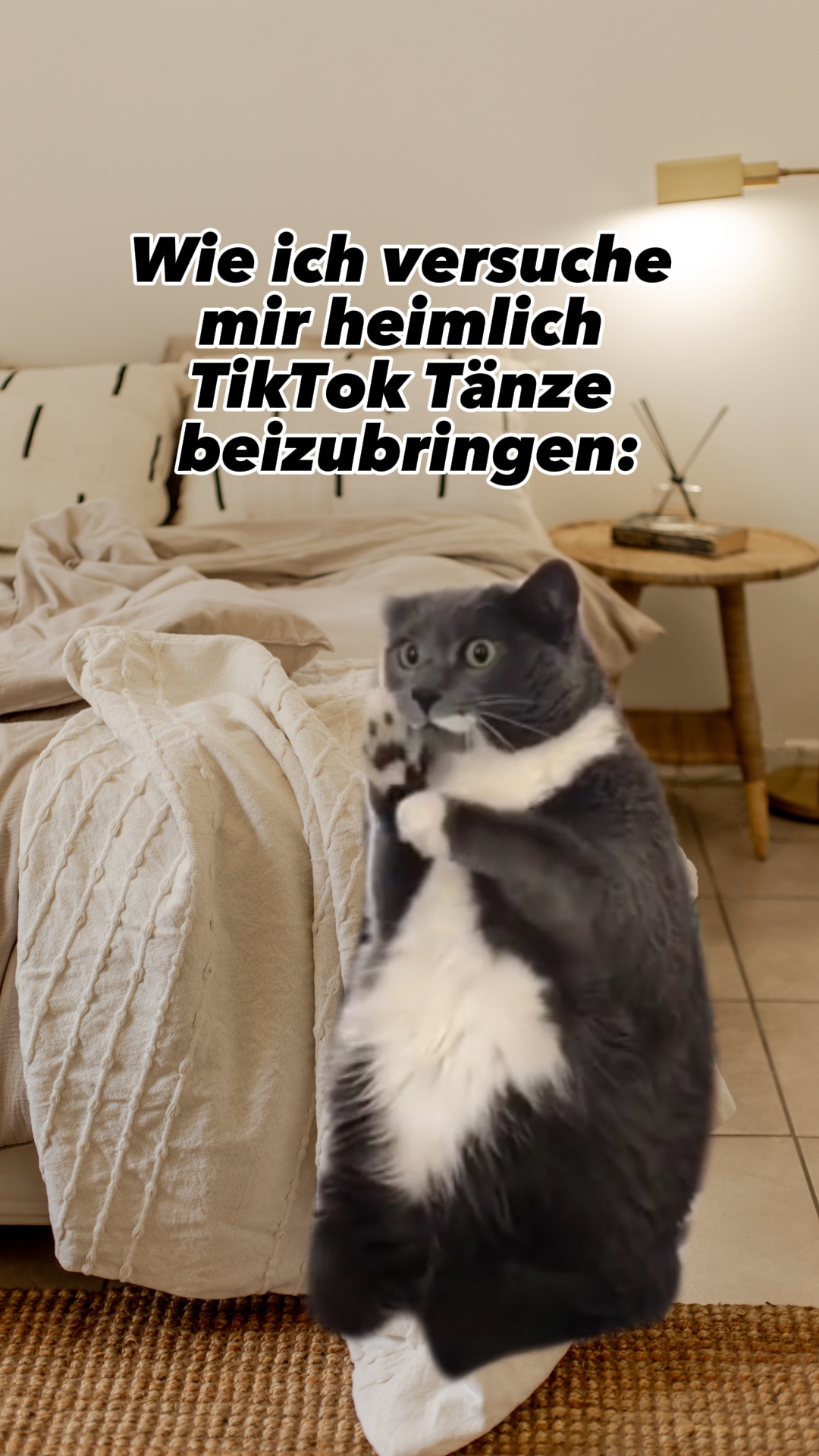 Katze tanzt Meme