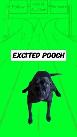 Excited pooch